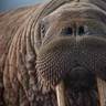 TheBeardedWalrus