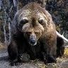 BigDumBear