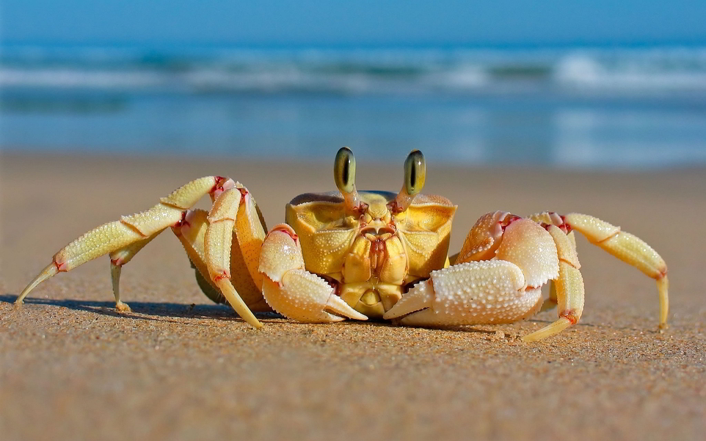CrunchyCrab