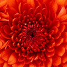 formica_vanessa