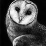 eowlcarr