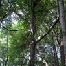 kolyape