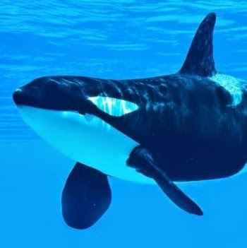 GlassOrca