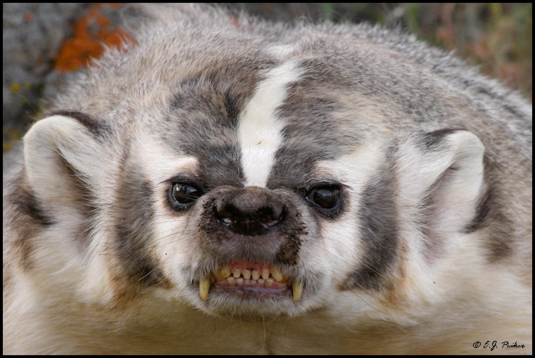 BadgerMcTavish