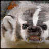 BadgerMcTavish