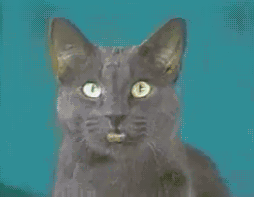 TheGumbieCat