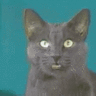 TheGumbieCat