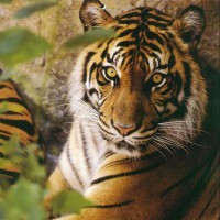 NarinaTiger