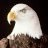 mayhawk
