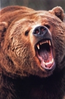 GrizzlySigma