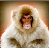 monkeyhatefire