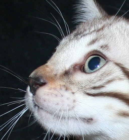 kittcat