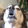 Millski