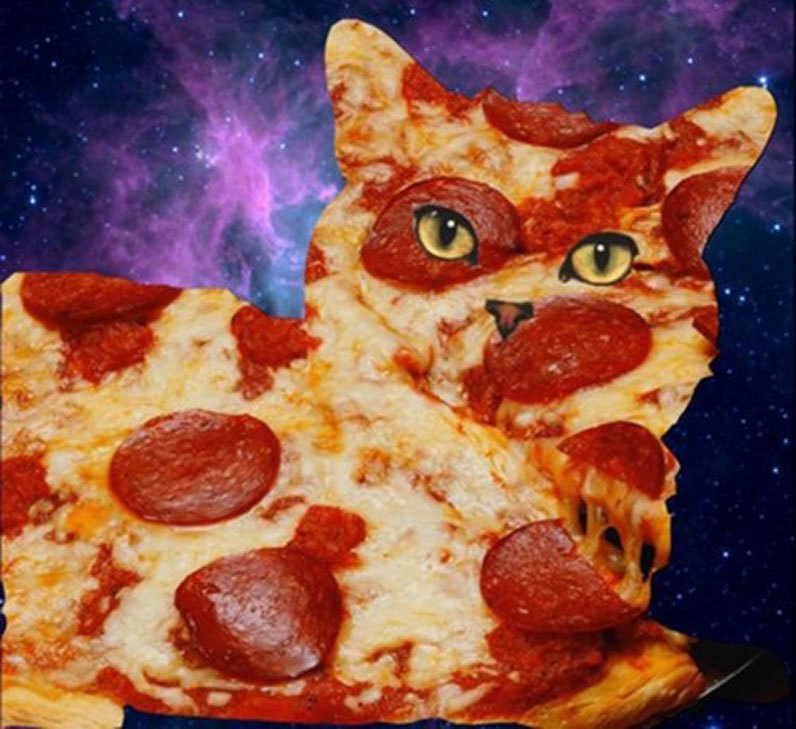shazkitten