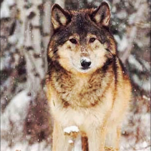 ericwolf8173