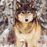 ericwolf8173