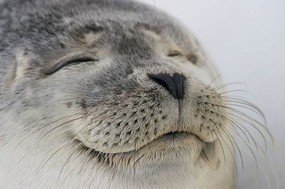 SeaLionSenpai