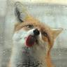 Eirynfox