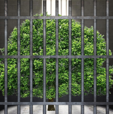 GuiltyTree
