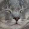MishieMoo