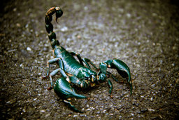 Stinger Stinger