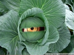 Cabbage