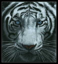 WhiteTiger484