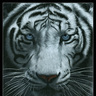 WhiteTiger484