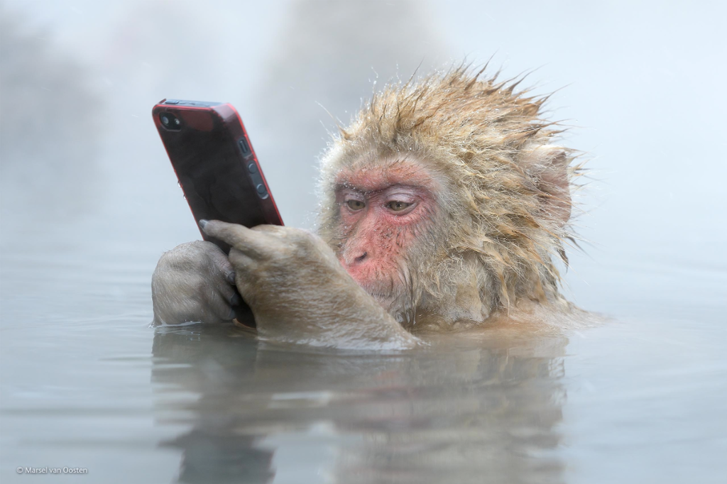 Eden Snow Monkey Eden Snow Monkey