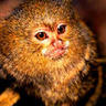Marmoset001