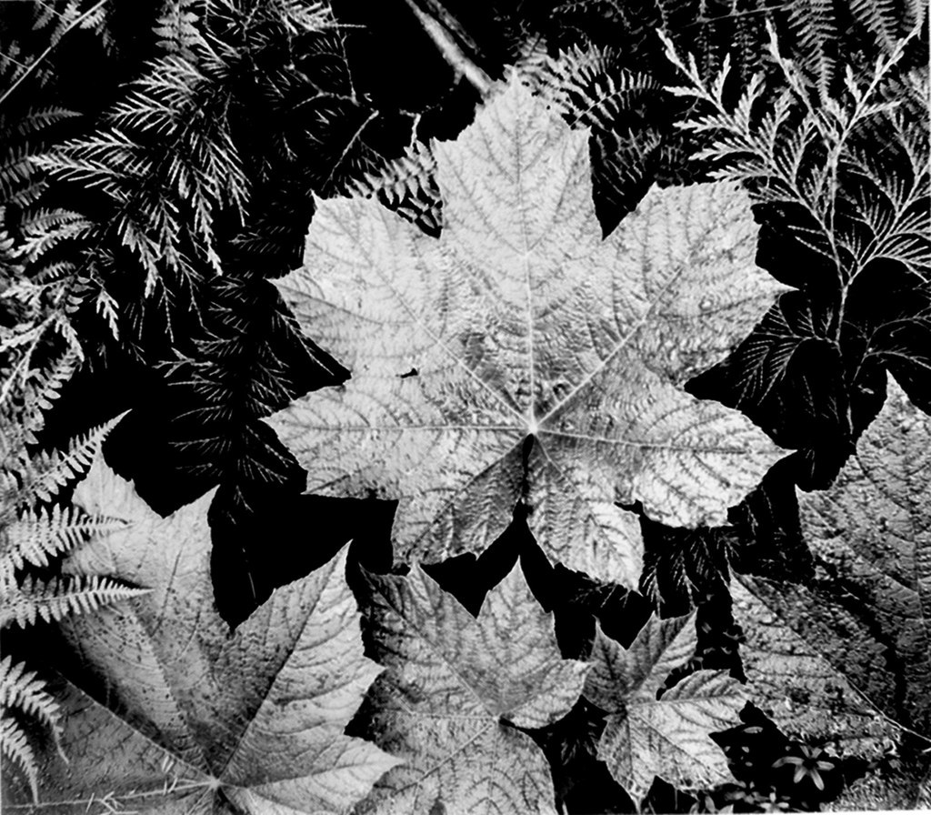 Dendro