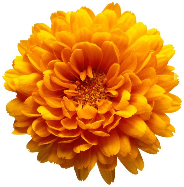 OneRudeFlowers