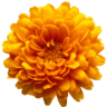 OneRudeFlowers