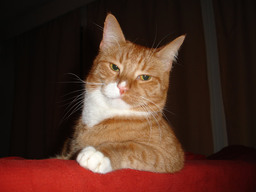 Celestino1