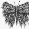 Mothdust