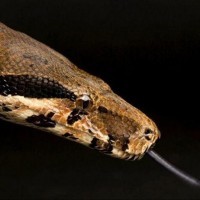 Constrictor