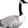 thegoosemilk