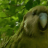 AurumDude
