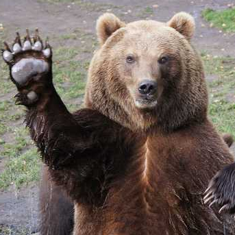 DerBaer