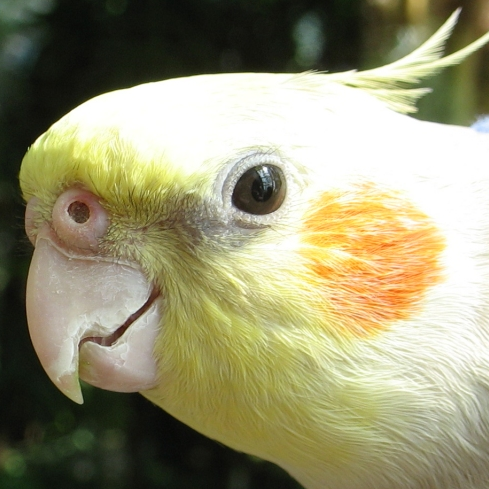 Toinho