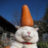 Kittypon