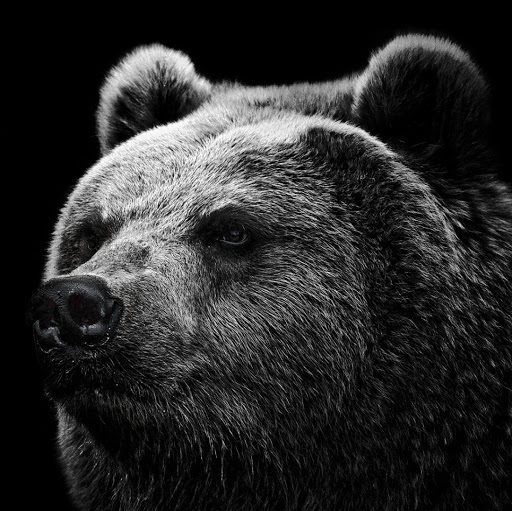 thegrizzled86