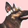 Stealth_Doggo