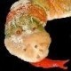 Snakewich