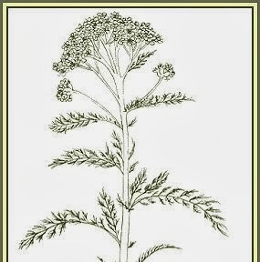 Achillea