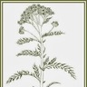 Achillea