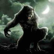 wolf3191