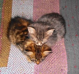 Kitti