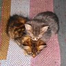 Kitti
