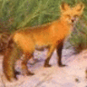 Beachfox